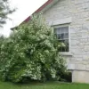 Jacksonport Real Thin Veneer Custom Large Height Tumbled Stone Exterior