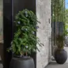 Nob Hill Natural Stone Veneer Walkway
