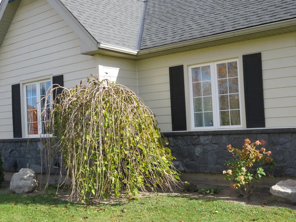 Dublin Natural Stone Veneer Custom Mosaic Style with Black Mortar Wainscoting
