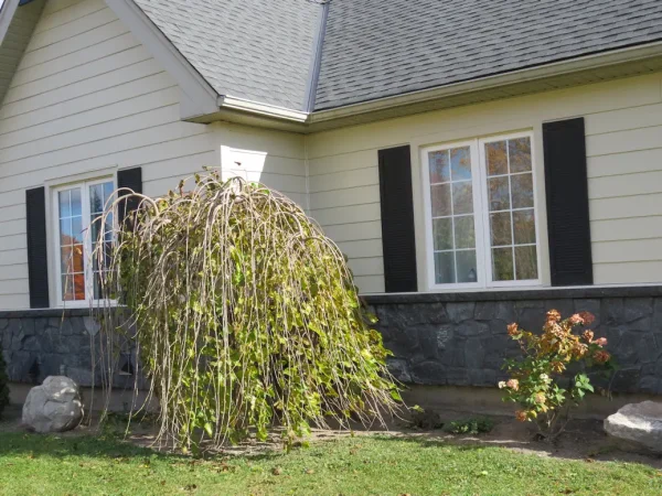 Carn Brea Real Thin Stone Veneer Wainscoting with Black Mortar